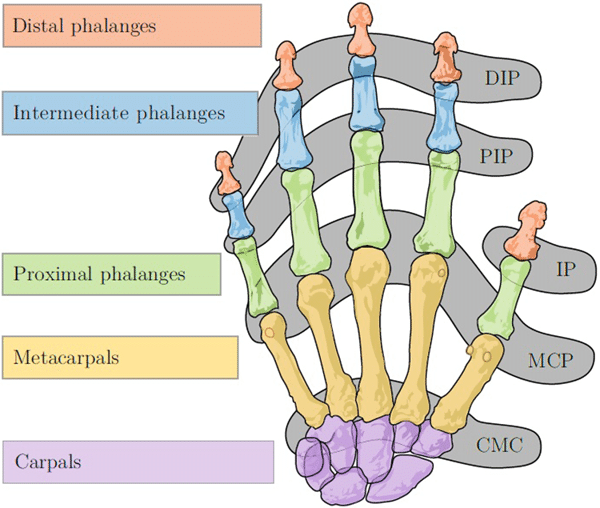 Bones-and-joints-of-the-human-hand-DIP-Distal-Interphalangeal-joint-PIPProximal